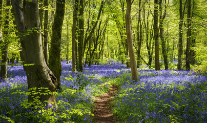 Sunlight illuminating woods with a carpet of bluebells - obrazy, fototapety, plakaty