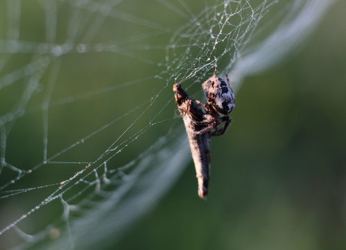 spider on a spider web with its prey