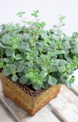 ナチュラルなミセバヤの鉢植え、ガーデニング、多肉植物の鉢植え