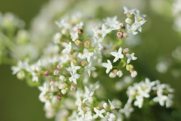 beautiful wild flowers on blurred background