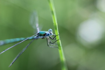 dragonfly on the grass close-up