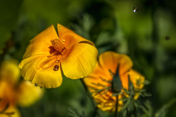 Poppies in the rain