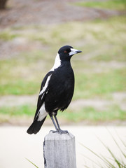 An Australian magpie perched on a wood log.