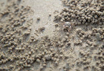 Ghost crab at the beach