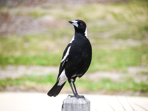 An Australian magpie perched on a wood log.