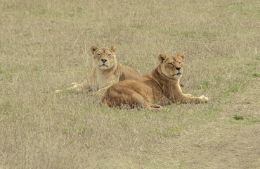 pride lions
