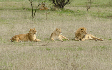 pride lions