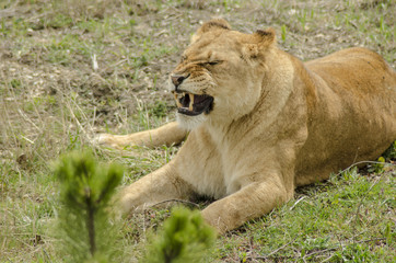 pride lions