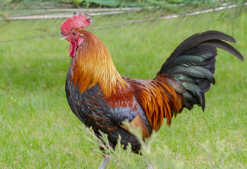 the cock on the grass