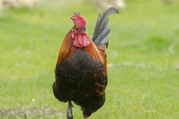 the cock on the grass