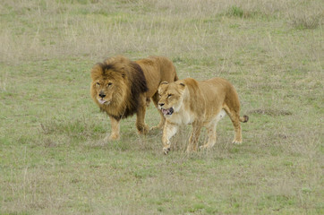 Fototapeta na wymiar pride lions