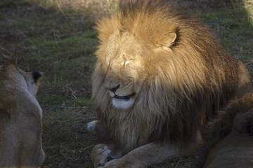 Fototapeta na wymiar pride lions