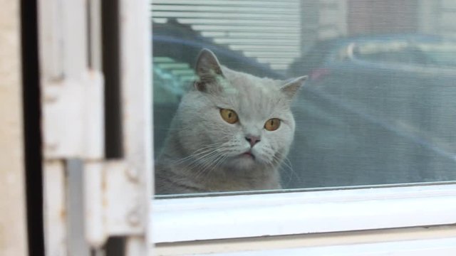 Cute cat looking curiously out to the street through glass window left to right pan