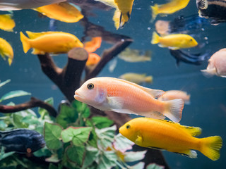 Fish swimming in the Aquariums of the famous SeaWorld