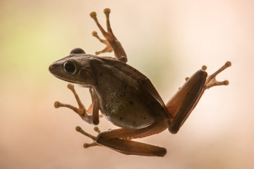 tree frog stick on glass