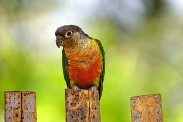 Colorful Parrot