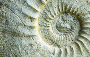 a fossil ammonite in a close-up