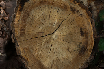 Growth Rings Bckground

