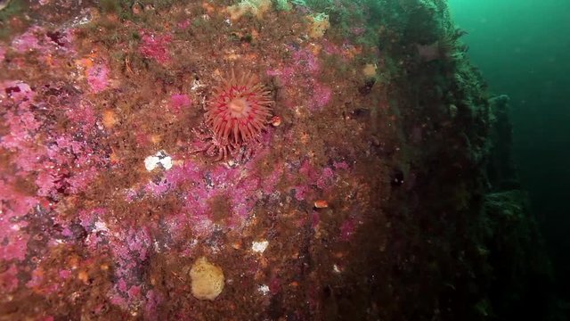 Pink Anemones Actinia underwater on seabed of Barents Sea. Nature in clean transparent cold water. Wildlife on background of blue marine in Arctic ocean.