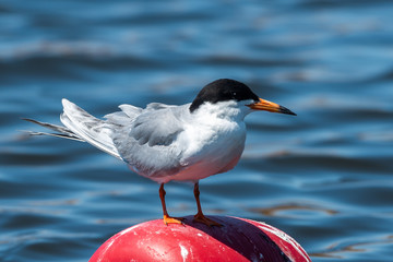 Seagull
