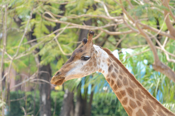 head shot of giraffe with blurred trees in the background