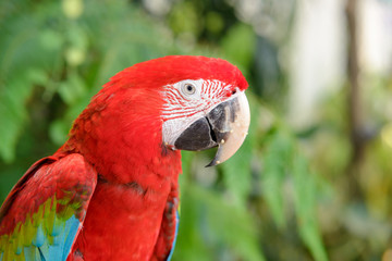 Head shot of Scarlet macaws (Ara macao) with blurred trees in the background