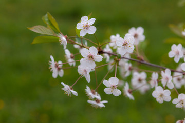 branch of cherry