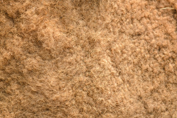 close-up Camel fur - natural texture