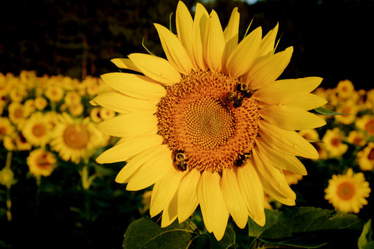 Happy bumble bees in the sunflower field at Dorothea Dix Park in Raleigh North Carolina