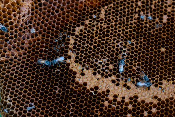 honeycomb on nature background
