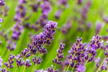 Purple and green macro shot of colorful lavender plants.