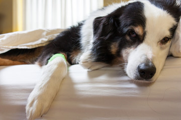 sick dog with bandage on his leg