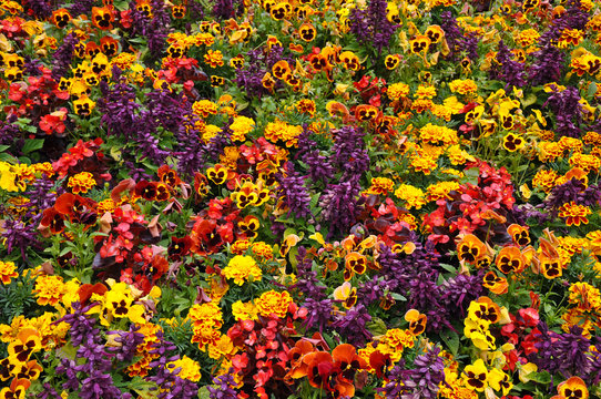 Garden filled with colorful begonias, pansies and marigolds