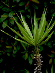 Obraz premium 観葉植物 ユッカ