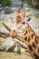 Obraz premium Close up face and neck side profile image of a giraffe