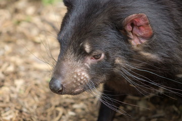 Close up portrait side profile image of a Tasmanian Devil (Sarcophilus harrisii) with copy space