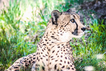 Close up image of an African Cheetah sitting in grass.