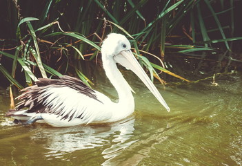 Close up image of a Pelican on water