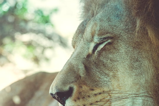 Close up image of a Male Lion