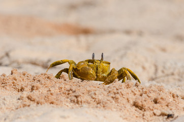 Golden ghost crab on the sandy beach at Monkey Mia, Western Australia, Australia.