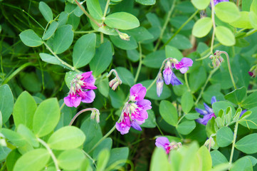 Lathyrus japonicus or sea pea green plant with purple flowers