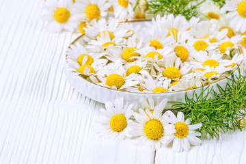 Chamomile