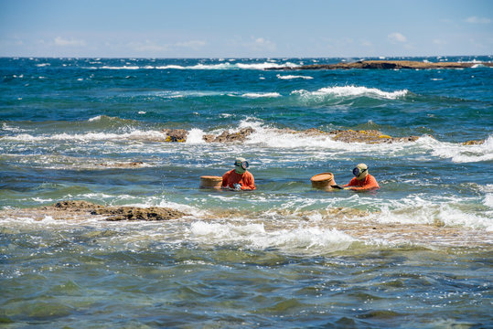 陸から泳いで漁場へ向かう徒人（かちど）、千葉の海女