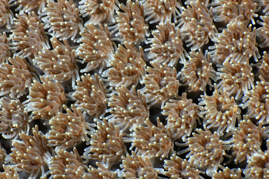 Coral polyps background  
