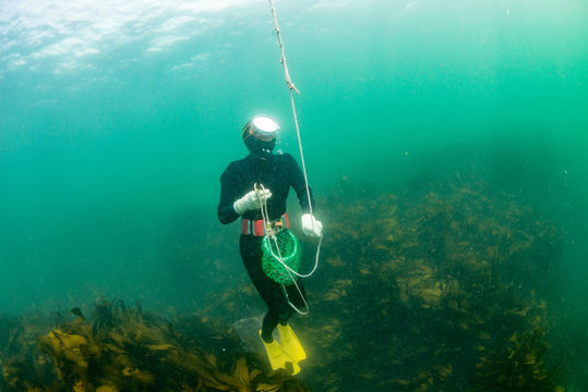 海藻の森で漁をする海女