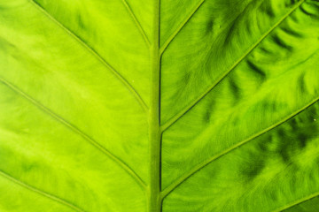 Creative tropical leaves background. Minimal summer concept. Flat lay.