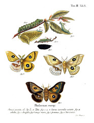 Illustration of butterflies