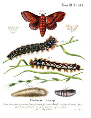 Illustration of butterflies