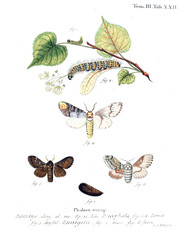 Illustration of butterflies