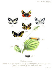 Fototapeta premium Illustration of butterflies